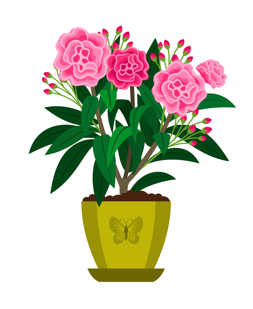 Oleander blooming houseplant in flowr pot, vector icon on white background. Oleander blooming houseplant