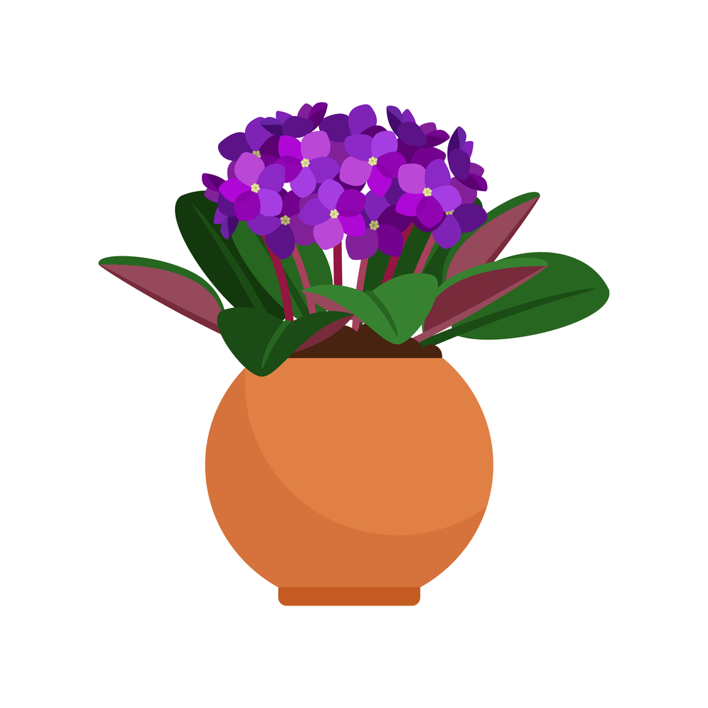 Viola house plant in flower pot, vector icon on white background. Viola house plant in flower pot