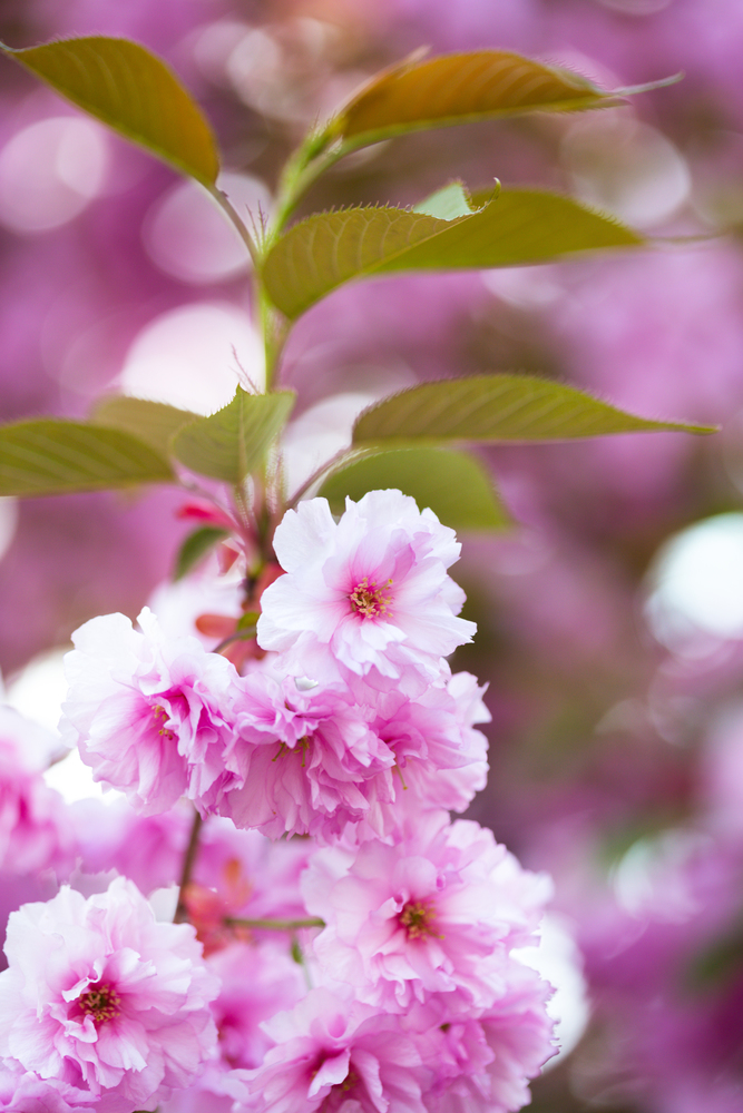 Cherry blossom beautiful, sakura. Japan.  floral background