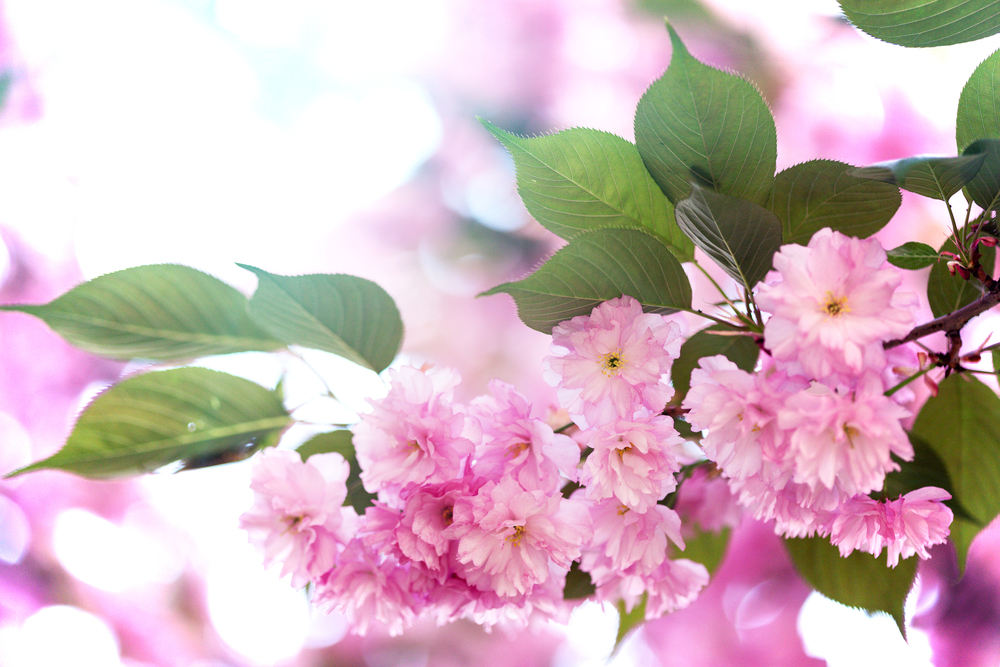 Cherry blossom beautiful, sakura. Japan.  floral background