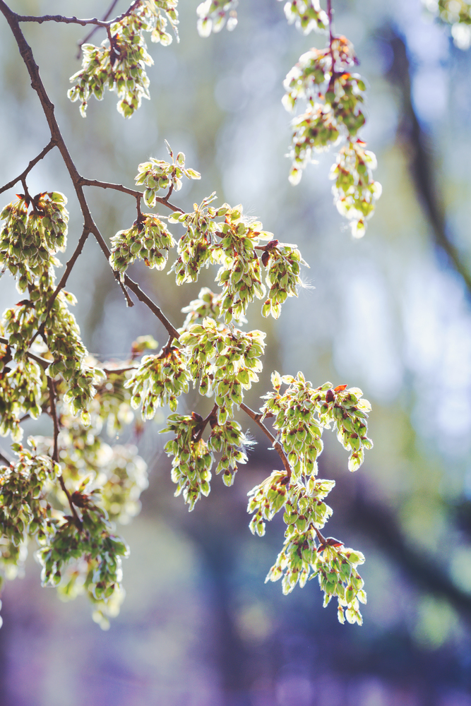 tree branch with buds, spring. floral background