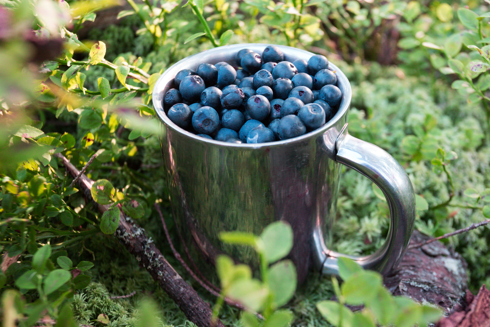hiking in the mountains. cup of blueberries
