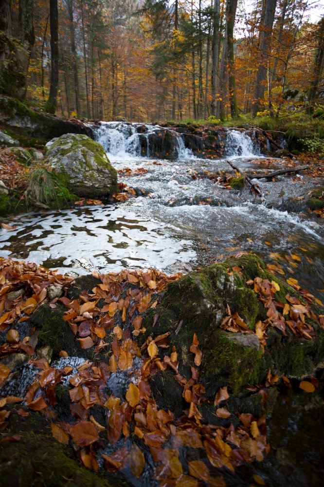 mountain river in the autumn forest