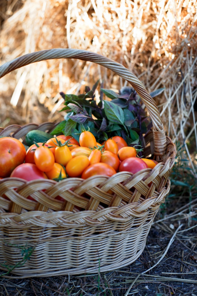 harvesting - tomatoes, cucumbers and basil in a basket