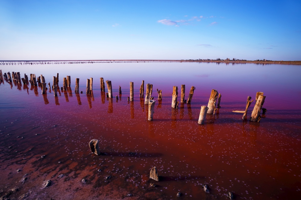 beautiful landscape of pink salt lake at dawn. Wooden remains of the destroyed dam. One of the Ukrainian Nature Wonders