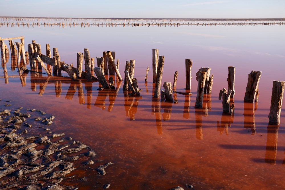 beautiful landscape of pink salt lake at dawn. Wooden remains of the destroyed dam.