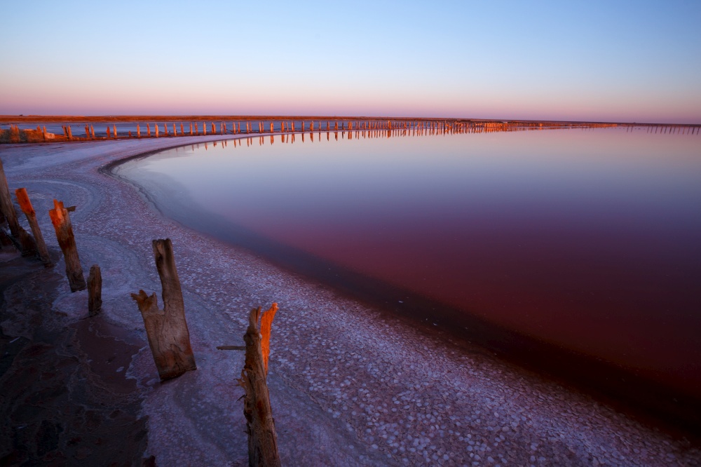 beautiful landscape of pink salt lake at dawn. Wooden remains of the destroyed dam.