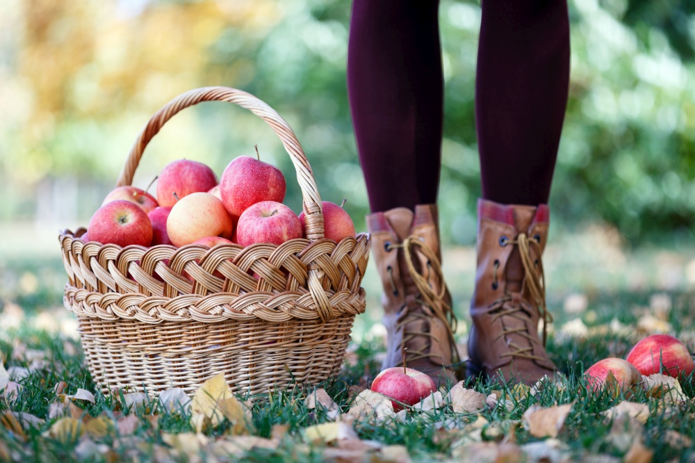 the girl holds  basket  with juicy apples in a in the garden