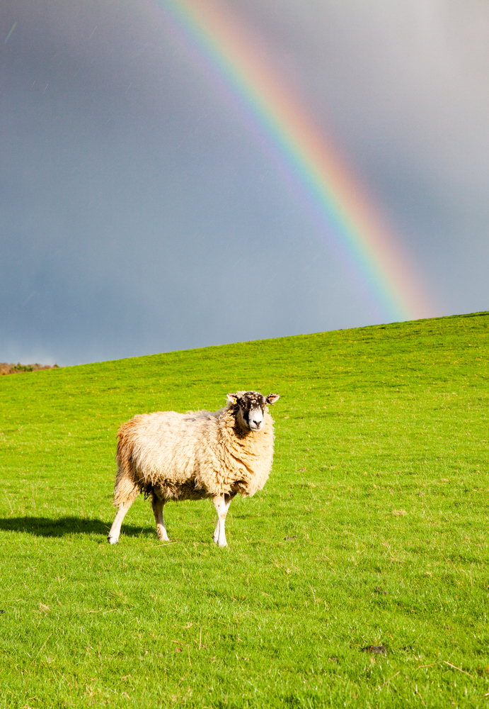 sheep grazing on green meadow in spring and rainbow after rain - easter background