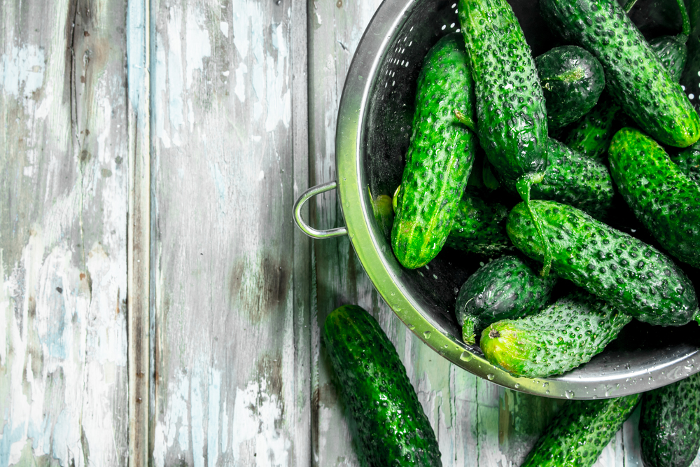 Fresh cucumbers in the colander. On white wooden background. Fresh cucumbers in the colander.