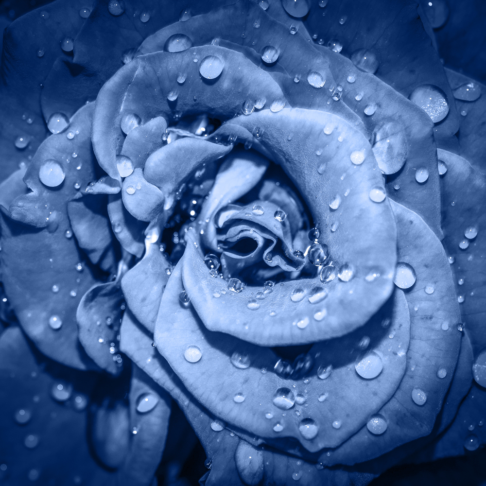 Deep blue Rose flower head close up. Rose with water drops. Top view, deep focus. Petals of a rose close up view. Trendy Banner with color of the year 2020. Deep blue Rose flower head close up. Rose with water drops.