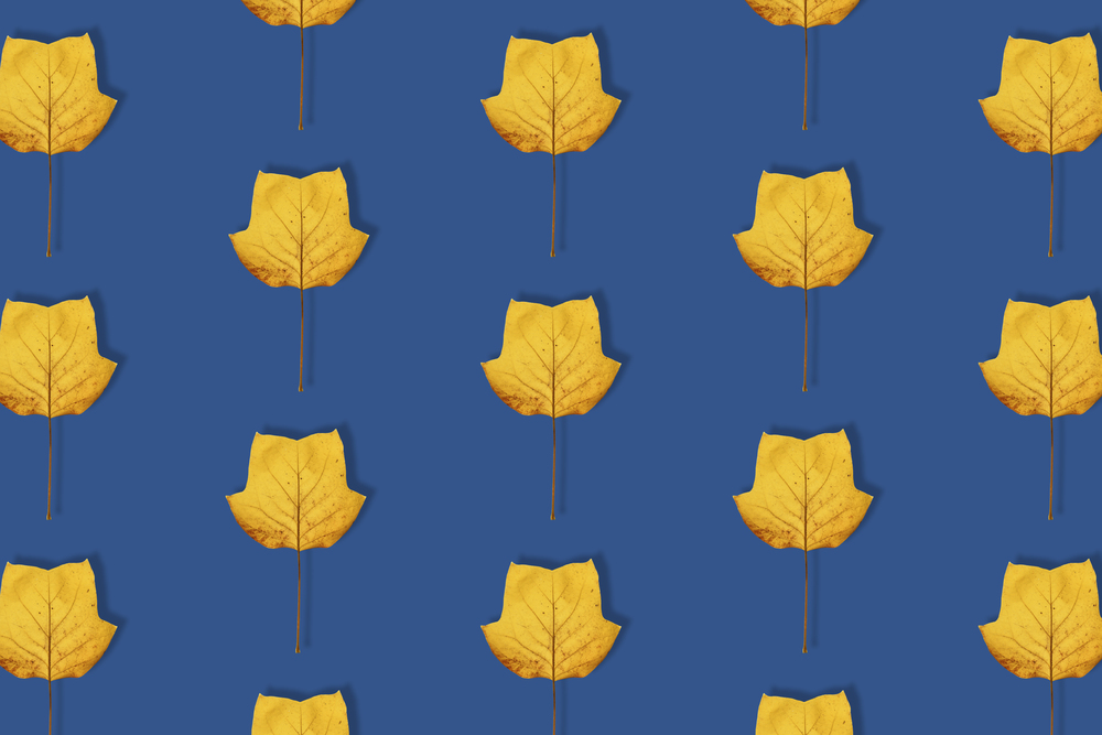 Fall bacground, yellow magnolia leaves pattern on deep blue background. Magnolia leaf isolated. Minimal concept. Top view, flat lay. Trendy banner toned in classic blue - color of the 2020 year.. Fall bacground, yellow magnolia leaves pattern on deep blue background. Magnolia leaf isolated.