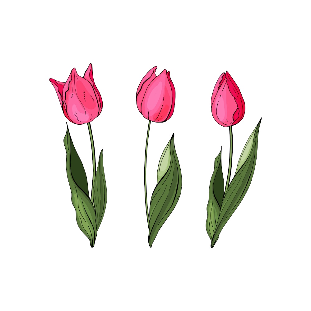 Flowers isolated on background. Vector. Hand drawn vector colorful tulips set.. Hand drawn vector colorful tulips set. Flowers isolated on background. Vector