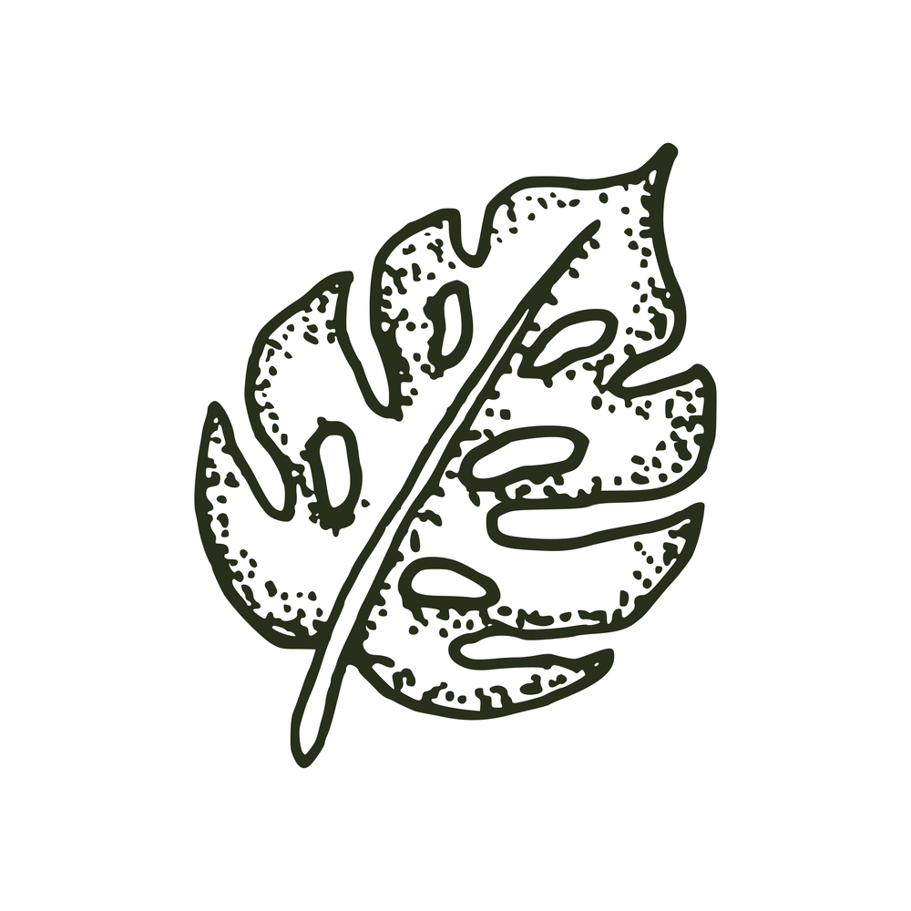 natural tropical monstera leaf vector logo template illustration EPS 10