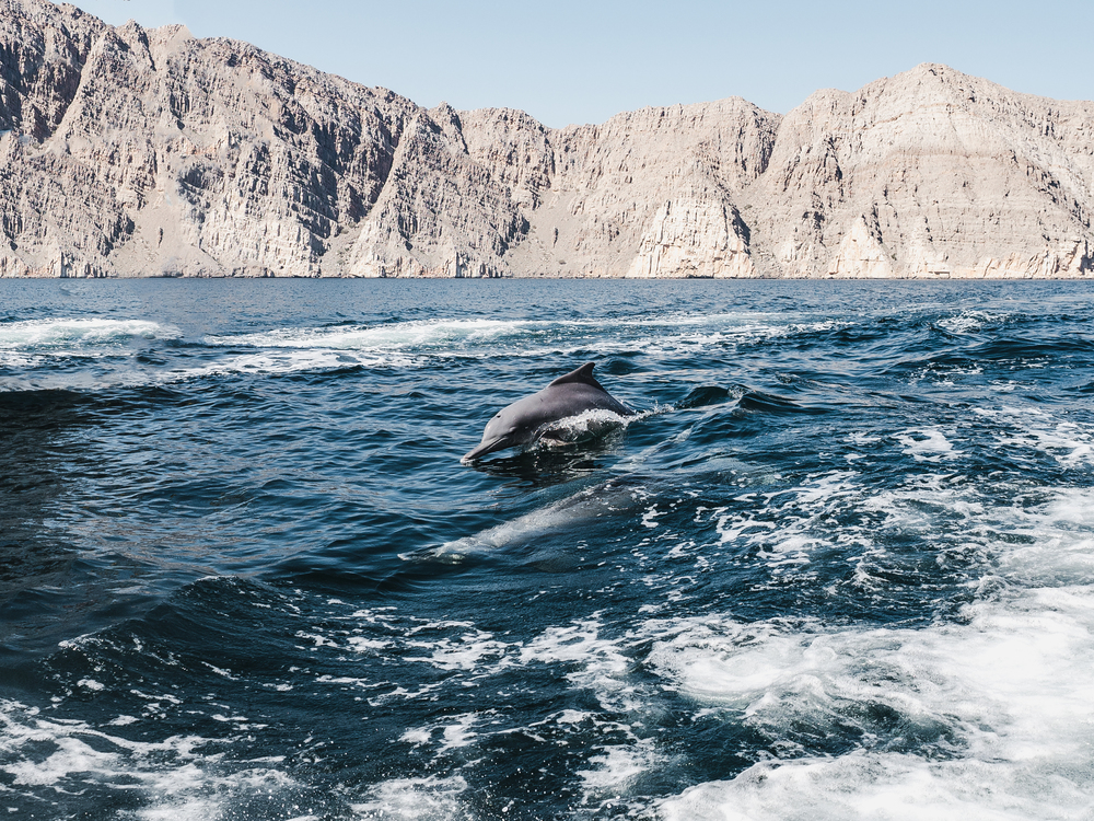 Dolphins swimming in the sea waves on the background of the rays of the bright sun. Closeup. Oman Fjords, Khasab. Dolphins swimming in the sea waves. Oman Fjords