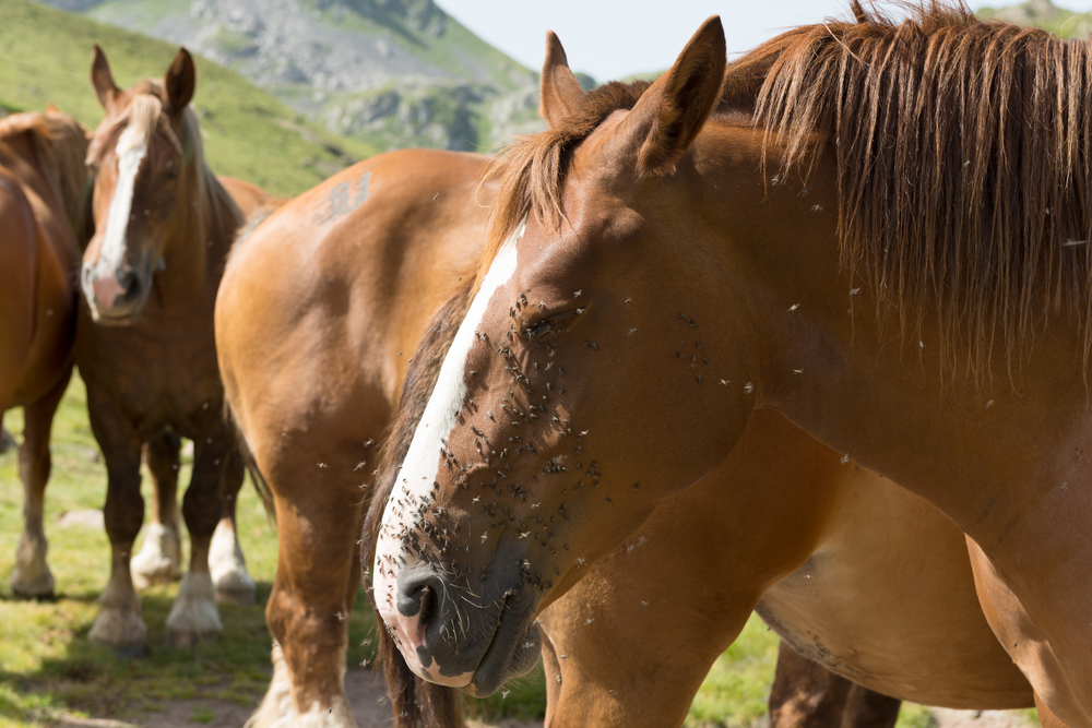 Herd of horses in the alpine pastures