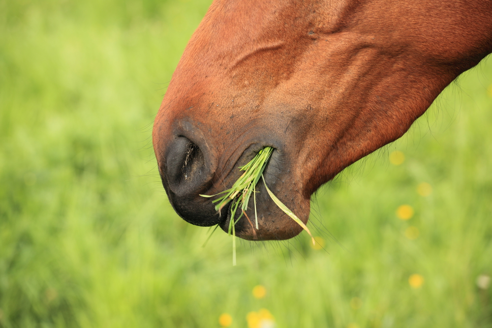 close-up of head of horse eating grass