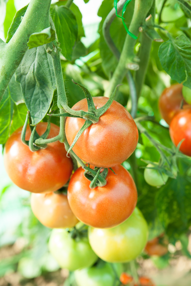 Organic tomatoes in a greenhouse