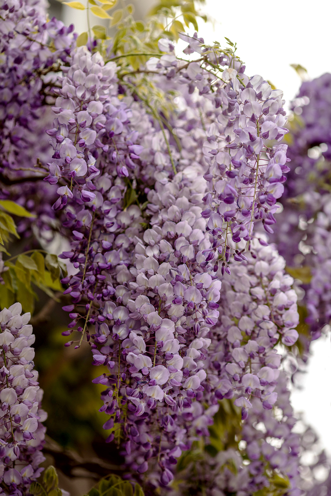 purple and white colored inflorescences of a wisteria