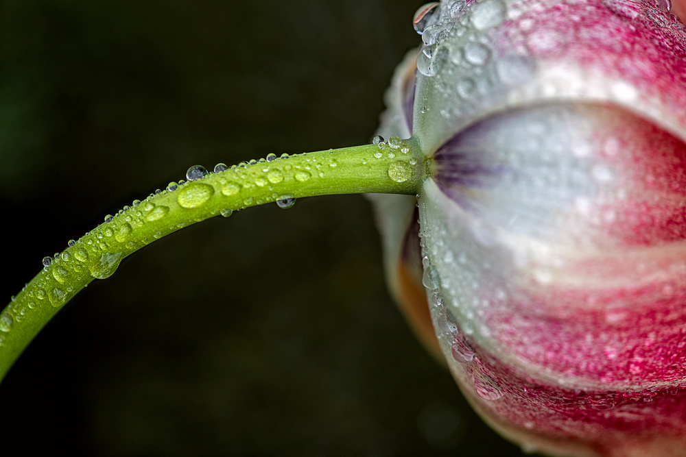 side view of the stem and the underside of the petals of a tulip wetted by many drops