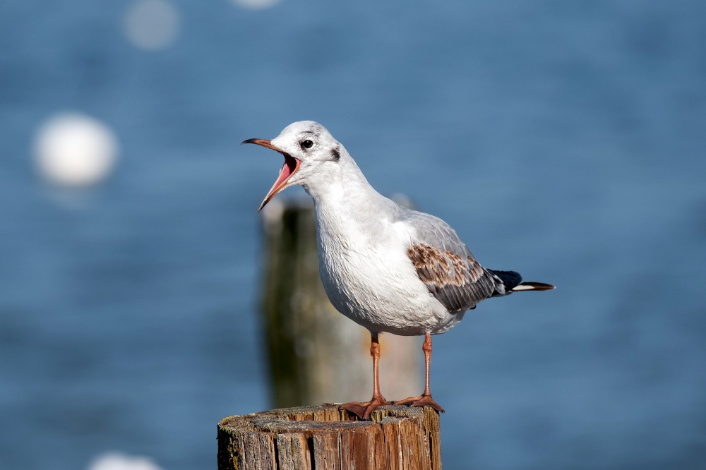 seagull standing on a wooden post at lake Ammersee in Bavaria