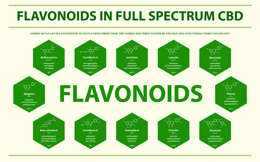 flavonoids in Full Spectrum CBD with Structural Formulas horizontal business infographic illustration about cannabis as herbal alternative medicine and chemical therapy, healthcare and medical science vector.