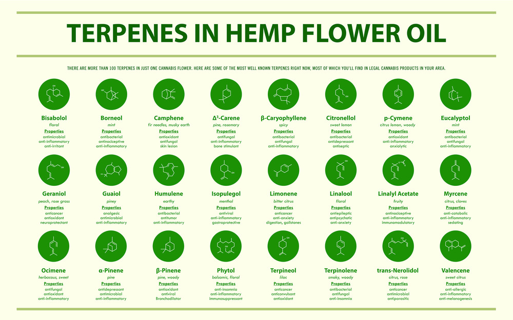 Terpenes in Hemp Flower Oil with Structural Formulas horizontal infographic illustration about cannabis as herbal alternative medicine and chemical therapy, healthcare and medical science vector.