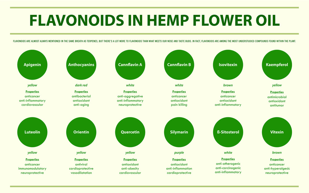 Flavonoids in Hemp Flower Oil horizontal infographic illustration about cannabis as herbal alternative medicine and chemical therapy, healthcare and medical science vector.
