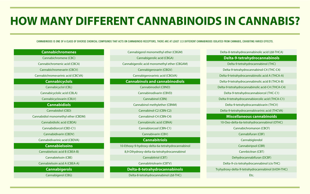 How Many Different Cannabinoids in Cannabis horizontal infographic illustration about cannabis as herbal alternative medicine and chemical therapy, healthcare and medical science vector.