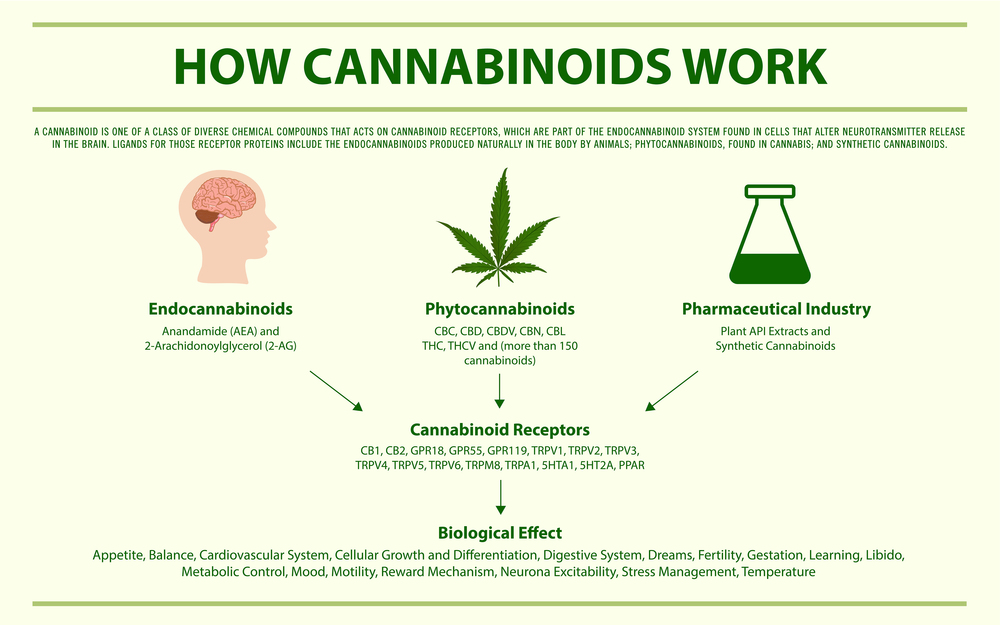 How Cannabinoids Work horizontal infographic illustration about cannabis as herbal alternative medicine and chemical therapy, healthcare and medical science vector.