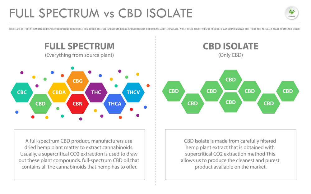 Full Spectrum vs CBD Isolate horizontal business infographic illustration about cannabis as herbal alternative medicine and chemical therapy, healthcare and medical science vector.