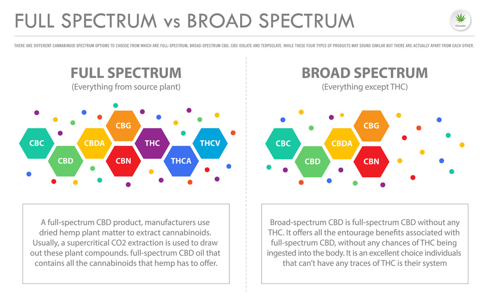 Full Spectrum vs Broad Spectrum horizontal business infographic illustration about cannabis as herbal alternative medicine and chemical therapy, healthcare and medical science vector.