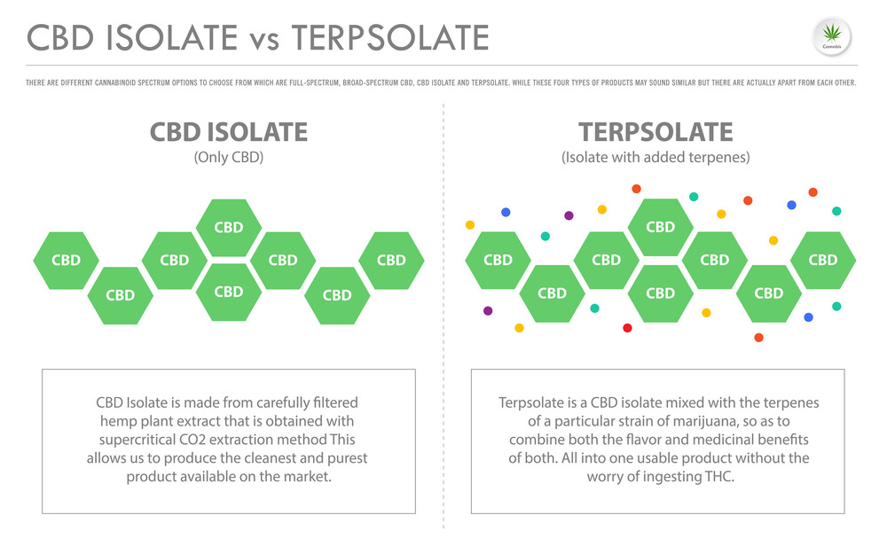CBD Isolate vs Terpsolate horizontal business infographic illustration about cannabis as herbal alternative medicine and chemical therapy, healthcare and medical science vector.