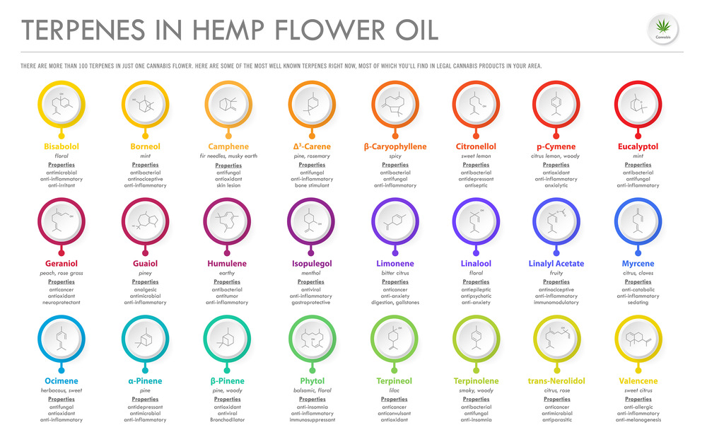 Terpenes in Hemp Flower Oil with Structural Formulas horizontal business infographic illustration about cannabis as herbal alternative medicine and chemical therapy, healthcare and medical science vector.