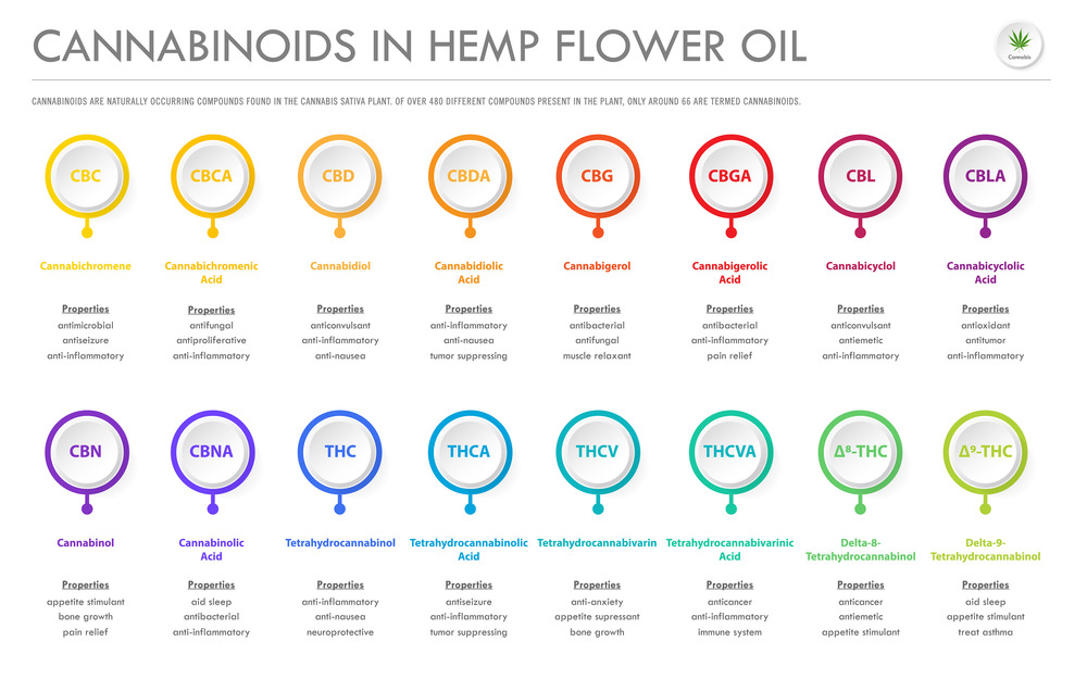 Cannabinoids in Hemp Flower Oil horizontal business infographic illustration about cannabis as herbal alternative medicine and chemical therapy, healthcare and medical science vector.
