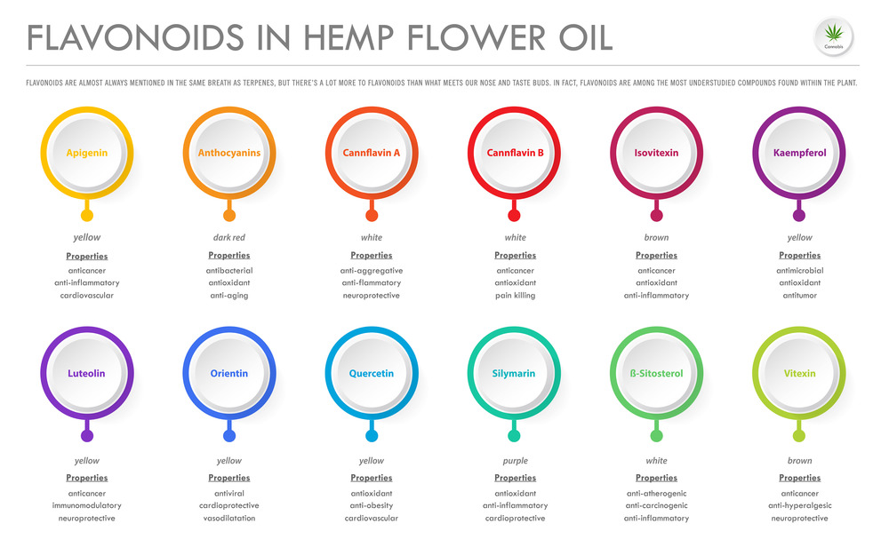 Flavonoids in Hemp Flower Oil horizontal business infographic illustration about cannabis as herbal alternative medicine and chemical therapy, healthcare and medical science vector.