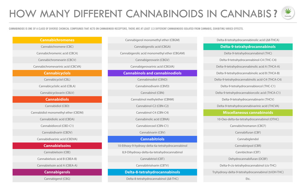 How Many Different Cannabinoids in Cannabis horizontal business infographic illustration about cannabis as herbal alternative medicine and chemical therapy, healthcare and medical science vector.