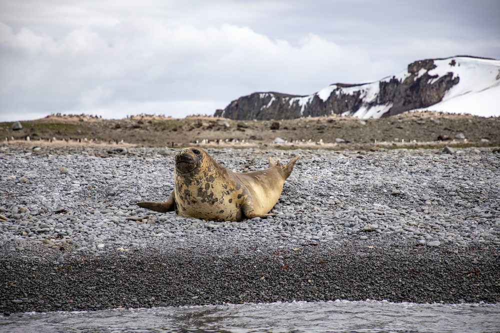 Brown seal laughs on beach with stones in Antarctica