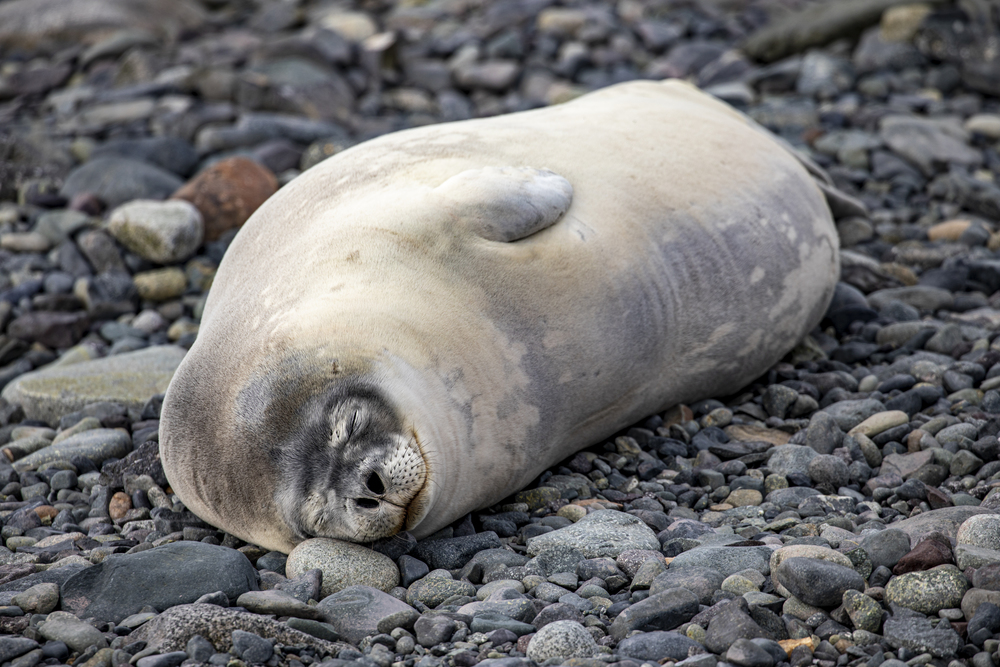 Cute seal sleeps peacefully on stone beach in Antarctica