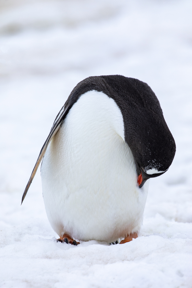 Closeup cute penguin is cleaning his feather with red beak in snow Antarctic landscape