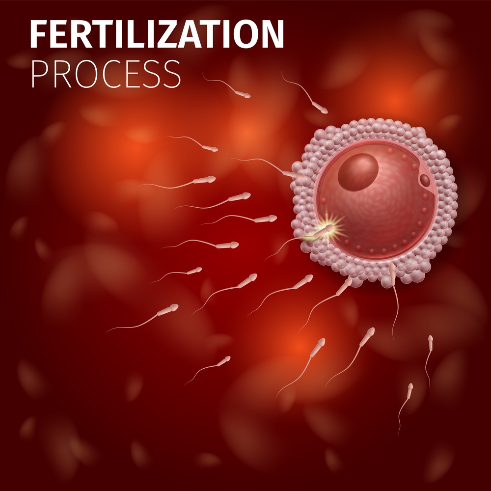 Female Cell Fertilization Process. Spermatozoons Flowing to Egg Inside of Uterus. Microscopic Details. Human Reproduction Scheme. Medical Infographic Banner or Poster, Vector Realistic Illustration.. Human Egg Cell Fertilization with Sperm Cells