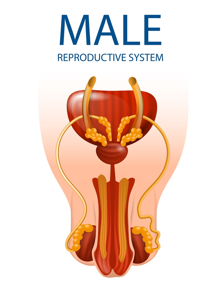 Human Anatomy. Male Reproductive System Anatomical Banner. Detailed Inner Close Up View of Man&rsquo;s Genitals Isolated on White Background. Medical Urology Educational Aid. Vector Realistic Illustration. Detailed Inner Close Up View of Man&rsquo;s Genitals