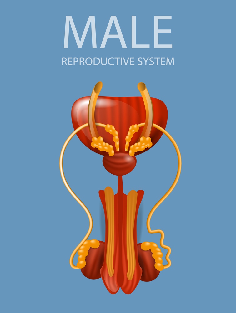 Human Anatomy. Detailed Inner Anterior Close Up View of Male Reproductive System. Man&rsquo;s Genitals with Main Parts on Blue Background. Urology Educational Aid Banner. Vector Realistic Illustration.. Close Up View of Male Reproductive System Banner