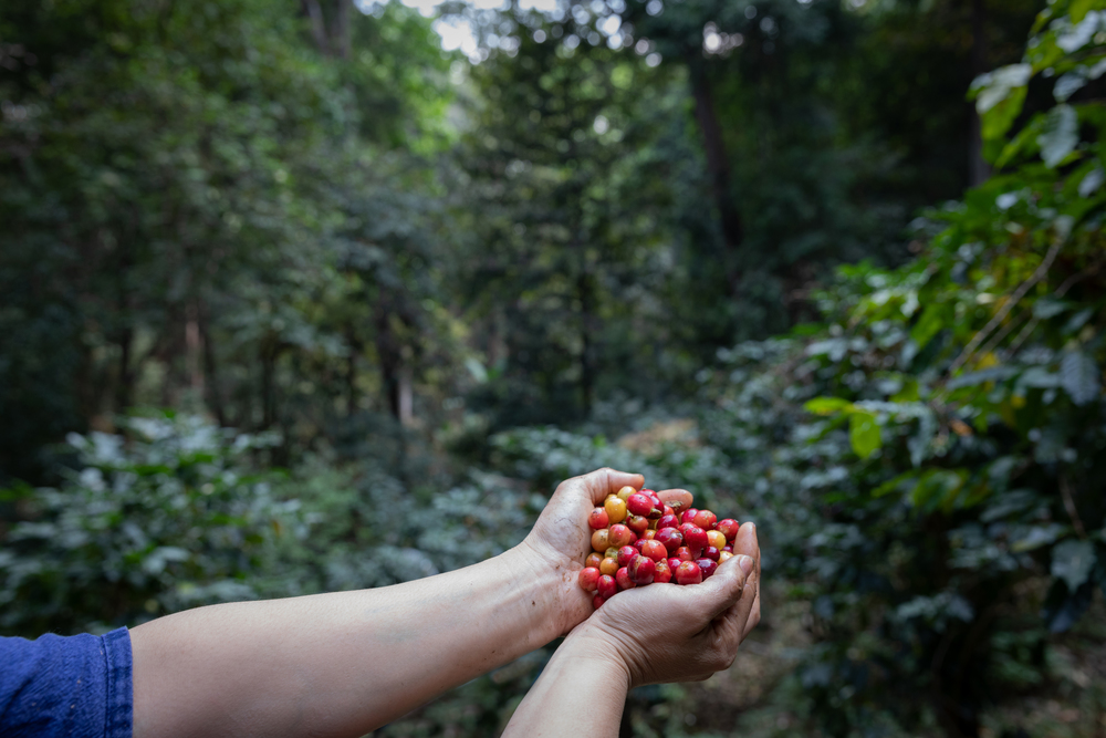 Typica red berries kind of coffee bean on agriculturist hands by planting mixed substances with forests and source of organic coffee,industry agriculture in the North of thailand.