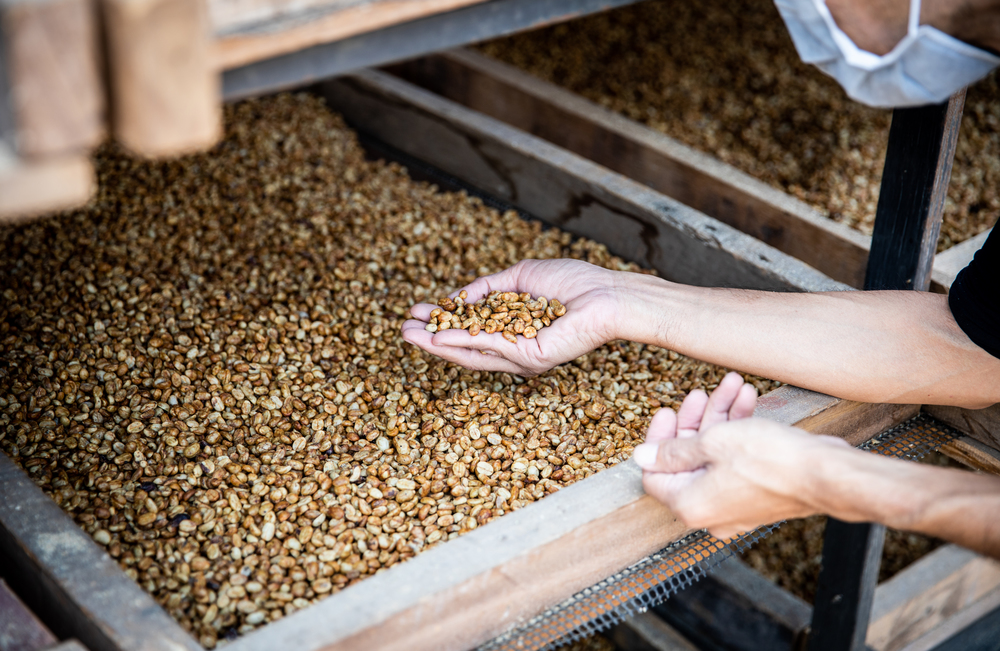 Farmer checking natural or dried in the coffee Process, honey Process skin and pulp are removed, but some or all of the mucilage (Honey) remains. Washed Process skin, pulp, and mucilage are removed using water and fermentation.