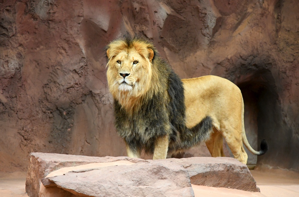 african lion in the zoo