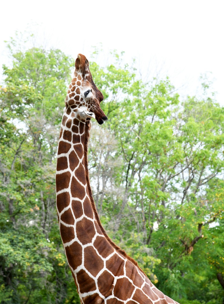 elegant giraffe in the zoo