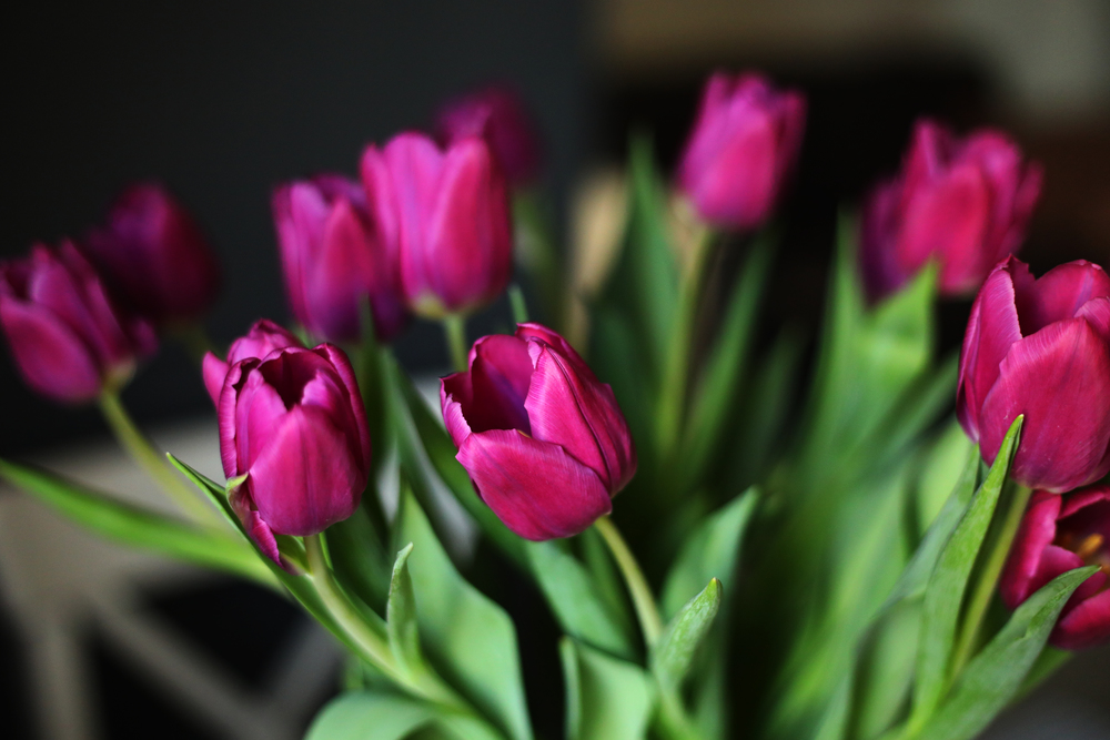 beautiful Purple Tulip flowers on the table in the kitchen. Greeting card. selective focus.. beautiful Purple Tulip flowers on the table in the kitchen. Greeting card. selective focus