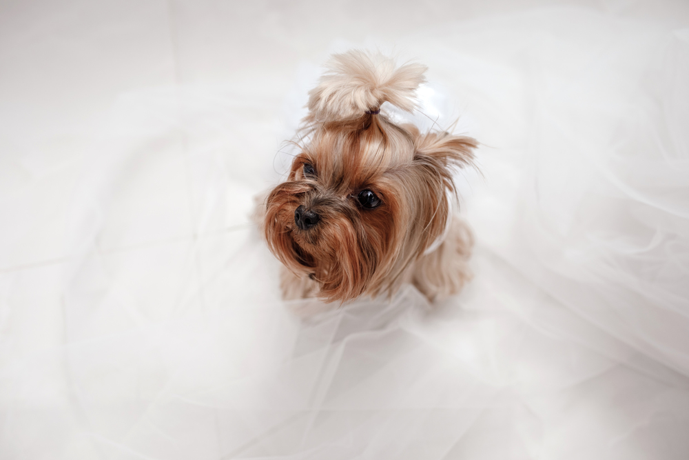 yorkshire terrier in white dress. cute dog dressed up for wedding bride sitting on a white background.. yorkshire terrier in white dress. cute dog dressed up for wedding bride sitting on a white background