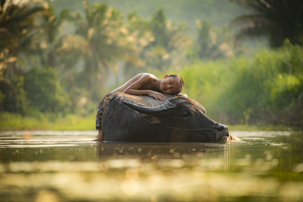 Asia child sleep on buffalo / The boy happy and smile give love animal buffalo water on river with palm tree tropical background in the countryside of living life kids farmer rural people